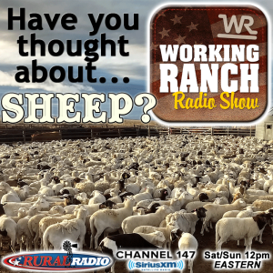 Ep 59: Have you thought about… Sheep?