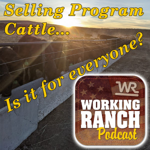 Ep 5: Selling Program Cattle...Is it for everyone?