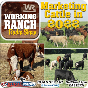 Ep 61: Marketing Your Cattle In 2022