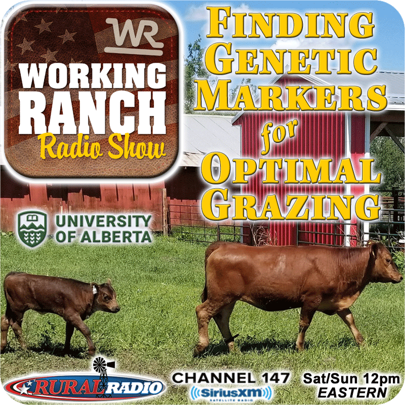 Ep 69: Finding the Genetic Markets for an Optimal Grazing Cow