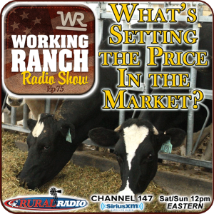 Ep 75: What Type of Cattle Are Setting the Price In The Market