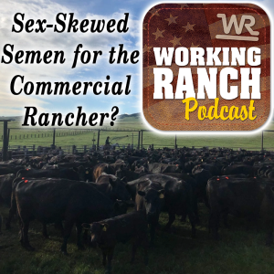Ep 7: A collaborative project to improve viability of sex-skewed semen for the commercial cattleman.