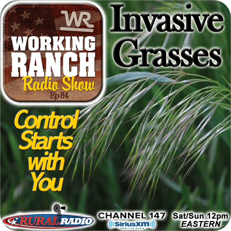 Ep 84: Invasive Grasses… Control Starts with You