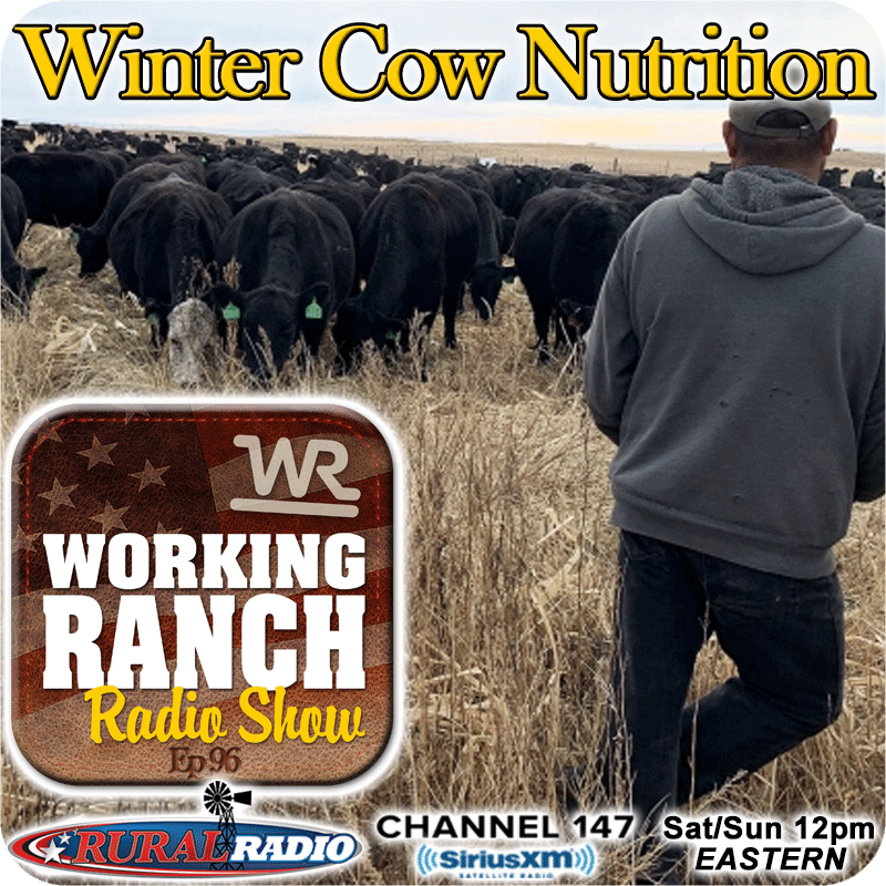 Ep 96: Winter Cow Nutrition