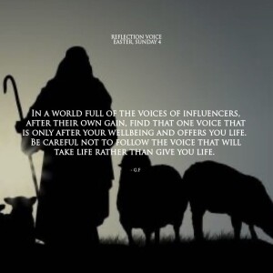 Homily for 4th Sunday of Easter Year c