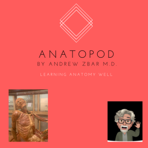 ANATOPOD - INTRODUCING A NEW ANATOMY PODCAST