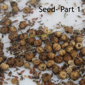 Seed-Part 1