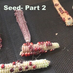Seed-Part 2