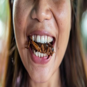 EATING INSECTS PROTEIN?