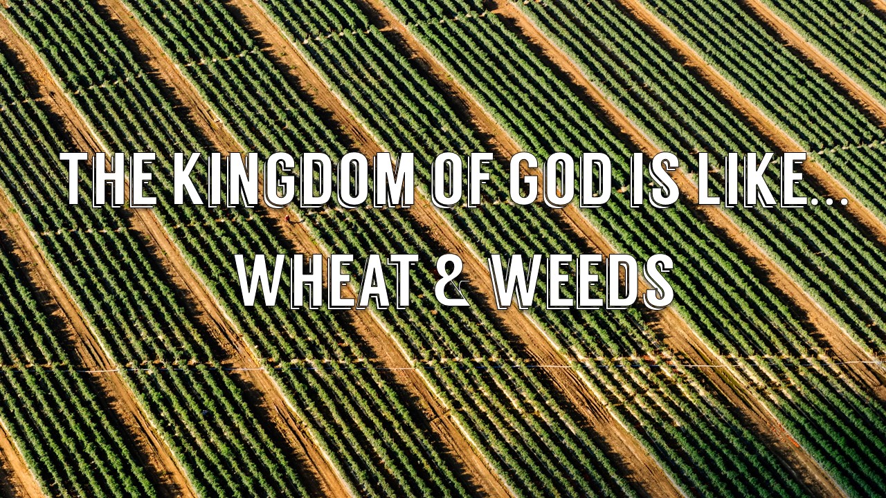 The Kingdom of God is Like...Wheat & Weeds