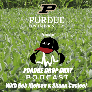 Purdue Crop Chat Podcast 21,Crop Update and Scouting