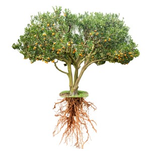 Beyond Quick Fixes: Cultivating Your Roots