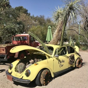 Tucson Botanical Gardens - Matt Adamson and Linda Kissam on Big Blend Radio