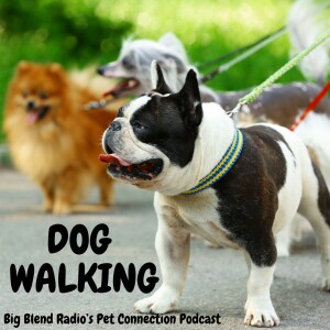 All About Dog Walking