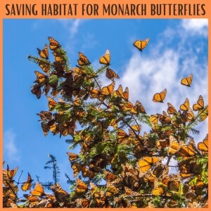 Saving Habitat for Monarch Butterflies