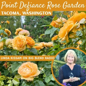The Charm of Point Defiance Rose Garden in Tacoma
