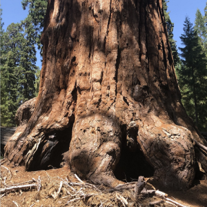 Debbie Stone explores Sequoia and Kings Canyon National Parks
