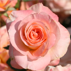 Woodlake Rose Garden in Central California