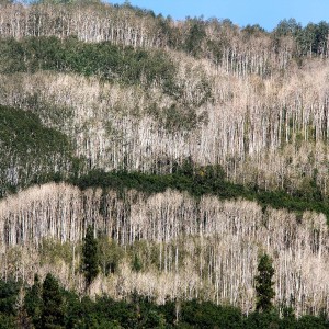 Aspen: What is Sudden Aspen Death?