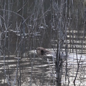 The North American Beaver: A Keystone Species and A Great Architect of the West