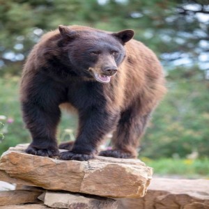 North American Black Bears: What Can Bears Teach Us About Sleeping Off a Whole Season?