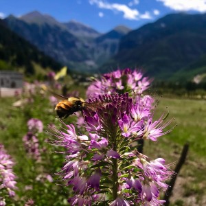 Pollinators: Why they Matter, Neonicotinoids, and What You Can Do to Encourage Native Pollinators