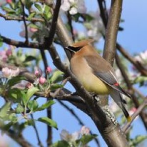 Waxwings: What puts the wax in the waxwing and why have waxed wings anyway?