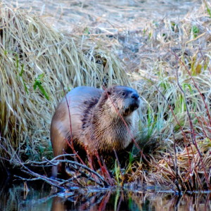 North American River Otter: Returning Resident of the San Miguel River