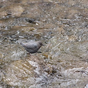 American Dippers: The Most Aquatic of Song Birds