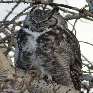 Owls: Winter Nesting, Calls, and Silent Wings