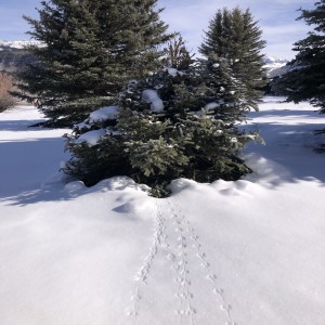 Conifers: What are They, and How to Identify Colorado's Species