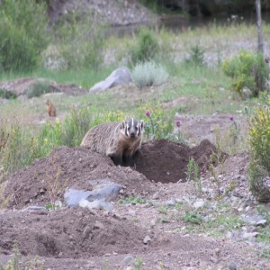 American Badgers: Top Chain Predators on the Valley Floor and Shoppers at the Prairie Dog Grocery Store