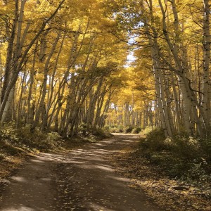 Quaking Aspens: Autumn Splendor: the Science Behind the Quaking Aspens' Golden Leaves