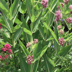 Milkweed: A Microcosm In a Milkweed: Part 1