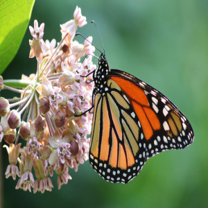 Milkweed: a Microcosm in a Milkweed Part 2