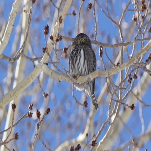 Owls: What Exactly Makes a Bird an Owl and What Makes Them Special?