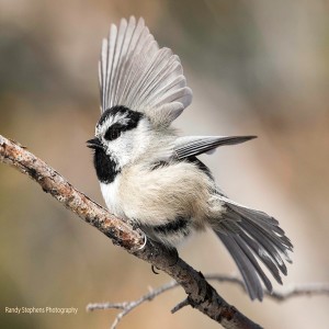 Remarkable Birds: Food Selection, Foraging behaviors,  Storage or Caching of Food