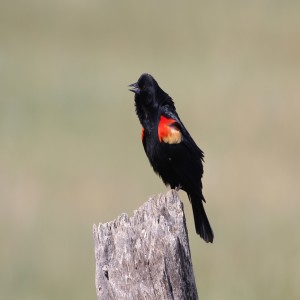 Red-winged Blackbirds: Fierce and Flashy Territorialists of the Wetlands