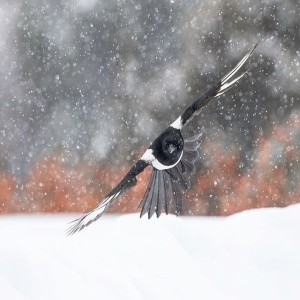 Birds of Winter: The Tricks of Keeping Warm in Winter