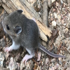 Rodents of Colorado: Species of Rodents, Packrats and Their Mysterious Middens, Rodent Population cycling