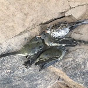 Migratory Bird Mass Die-off September 2020: Observations and Causes