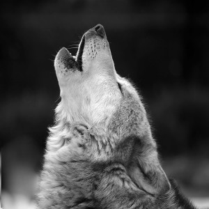 Gray Wolves: Proposition 114, The Yellowstone Study, Doug Smith, Kevin Bixby, and Jonathan Proctor