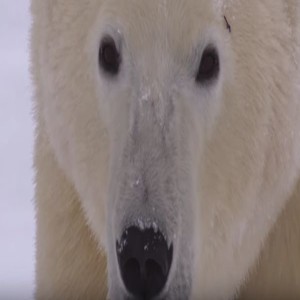 Oso Polar en Peligro de Extincion