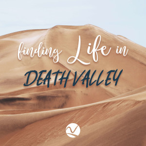 Finding Life in Death Valley