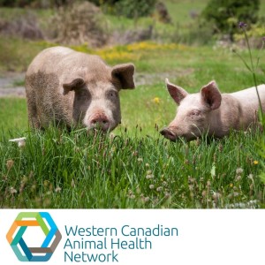 WeCAHN Swine Veterinary Primer