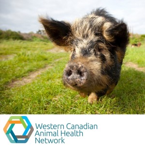 WeCAHN Swine Producer Update: Disease Threats and Maximizing Swine Health in Alternative Production Settings