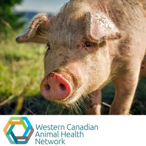 African Swine Fever WeCAHN Veterinary Update