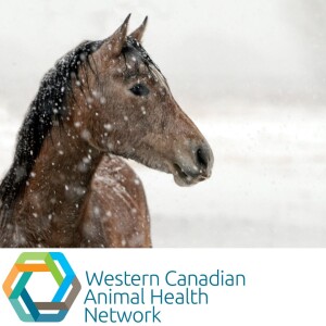 WeCAHN Equine Health Update: Strangles Risk and Prevention in Western Canada