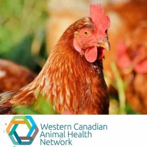 WeCAHN Small Flock Poultry Health Update: Biosecurity Basics for Avian Influenza Prevention