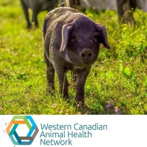 WeCAHN Swine Health Update: Biosecurity for Small Swine Herds